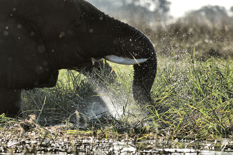 botswana-wetlands-safari-elephant-bathing.jpg