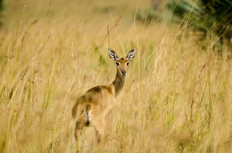 botswana-wetlands-safari-wildlife.jpg