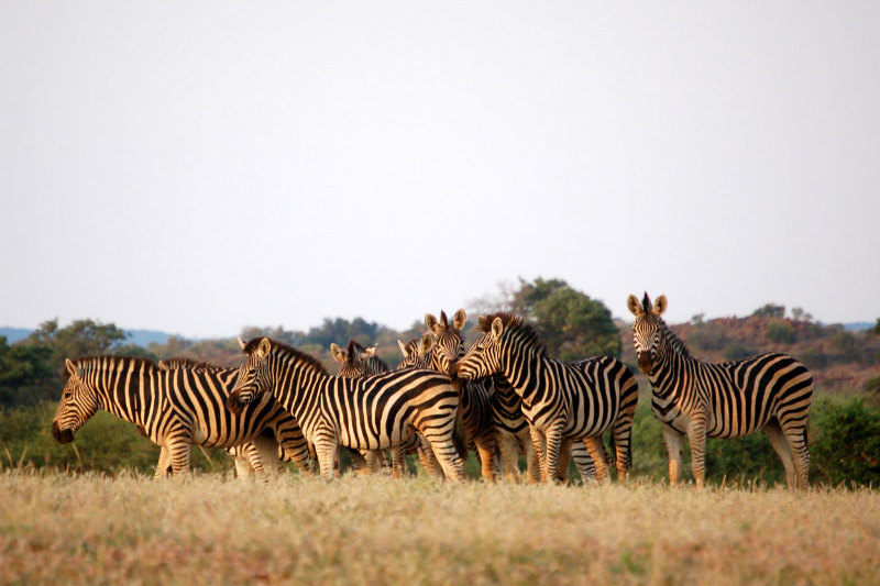 botswana-wetlands-safari-zebras.jpg