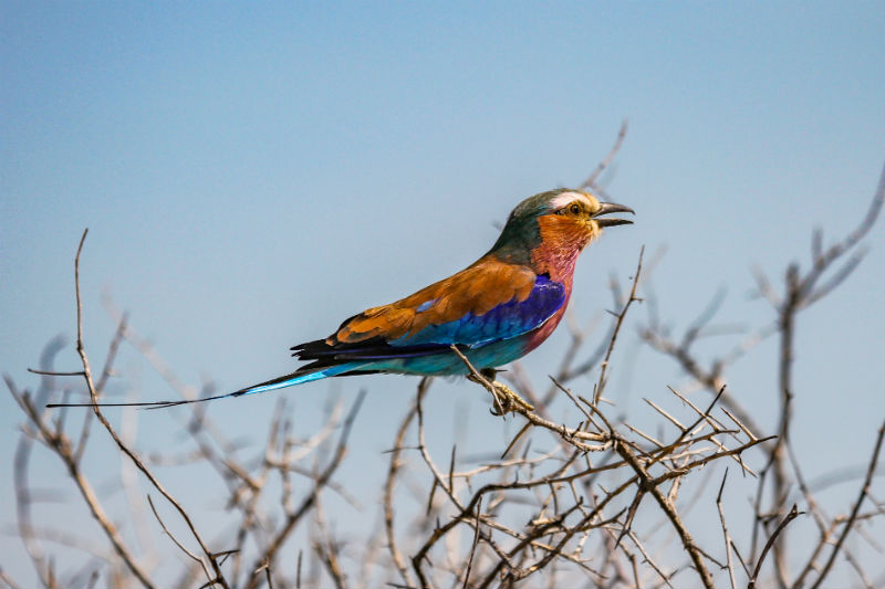 namibia-deserts-adventure-bird.jpg
