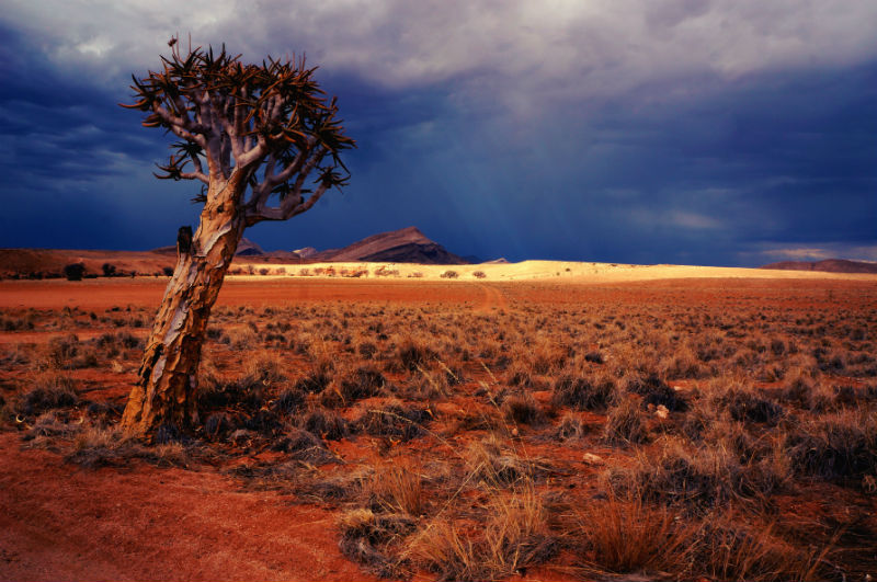 namibia-deserts-adventure-tree-sand.jpg