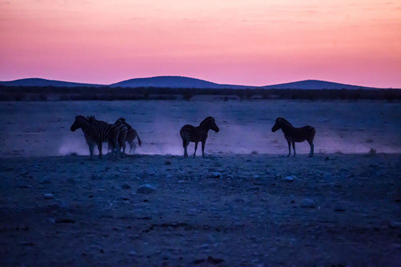 namibia-deserts-adventure-zebras-sunset.jpg