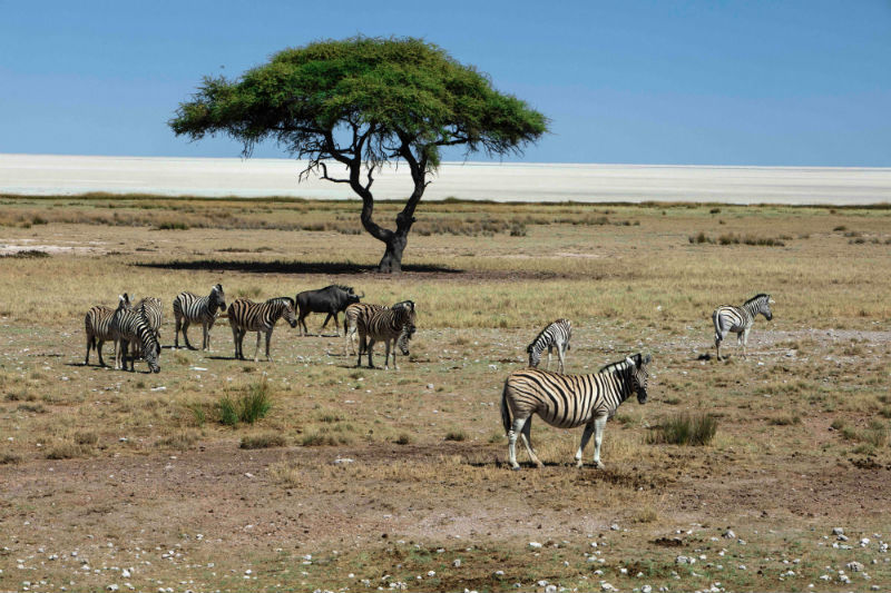namibia-deserts-adventure-zebras-tree.jpg
