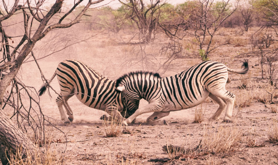 namibia-deserts-adventure-zebras.jpg