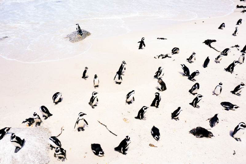 south-african-cities-and-safaris-cape-town-penguins.jpg