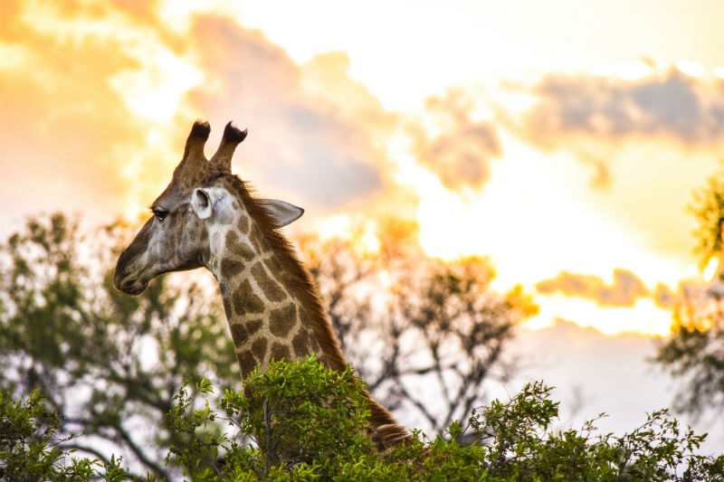 south-african-cities-and-safaris-kruger-national-park-giraffe.jpg