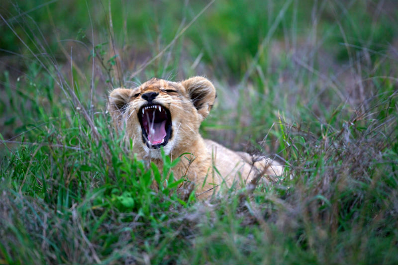south-african-cities-and-safaris-kruger-national-park.jpg