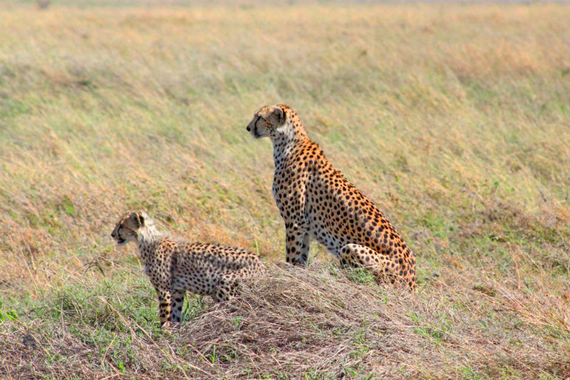 serengeti-wildlife-and-wonders-cheetahs.jpg
