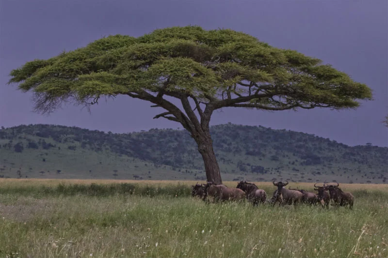 serengeti-wildlife-and-wonders-tree.jpg