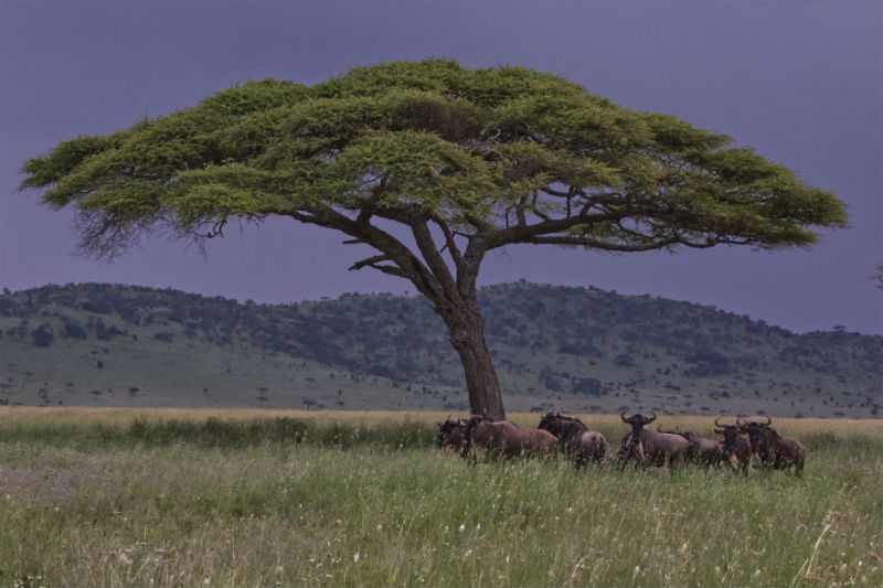 serengeti-wildlife-and-wonders-tree.jpg