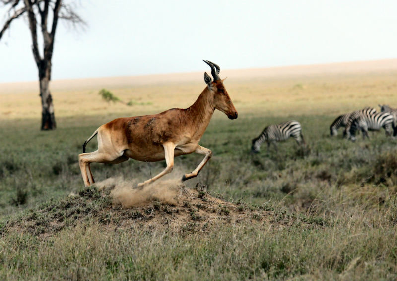 serengeti-wildlife-and-wonders-savanna.jpg