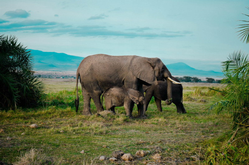 kenya-wildlife-safari-elephants.jpg