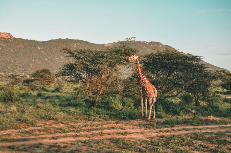 kenya-wildlife-safari-giraffes.jpg