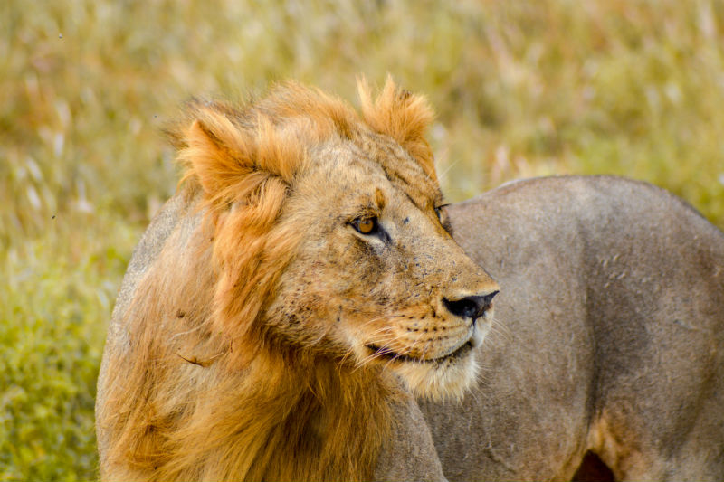 kenya-wildlife-safari-lion.jpg