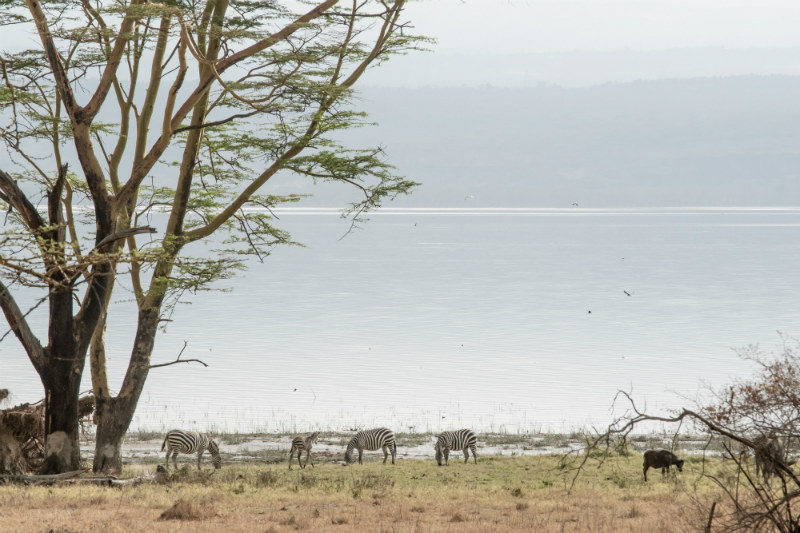 kenya-wildlife-safari-lake-zebras.jpg