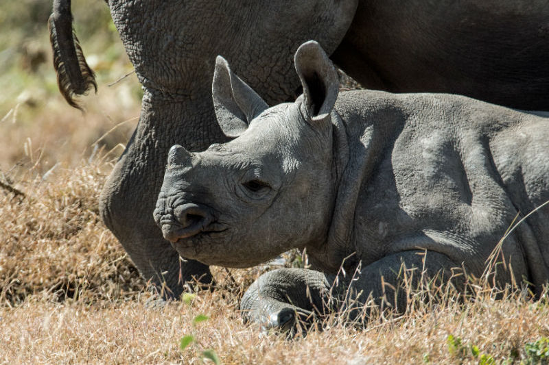 kenya-wildlife-safari-rhinoceros.jpg