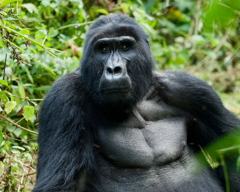 uganda-gorilla-trek-apes.jpg