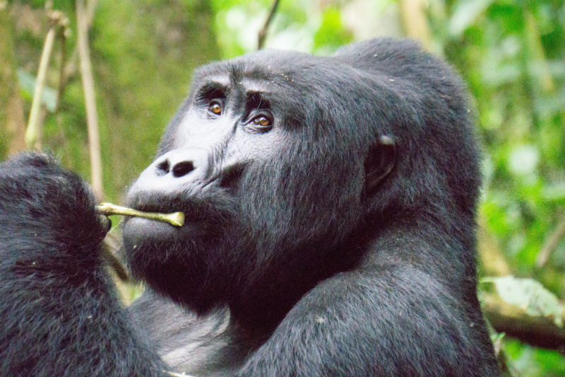 uganda-gorilla-trek-eating.jpg