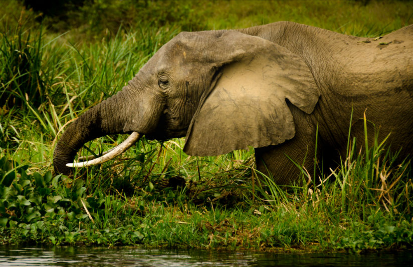 uganda-gorilla-trek-elephant.jpg