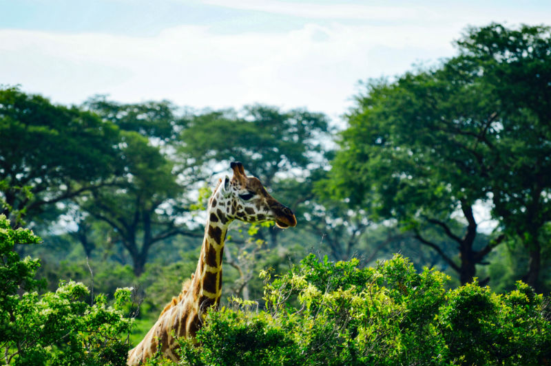 uganda-gorilla-trek-giraffe.jpg