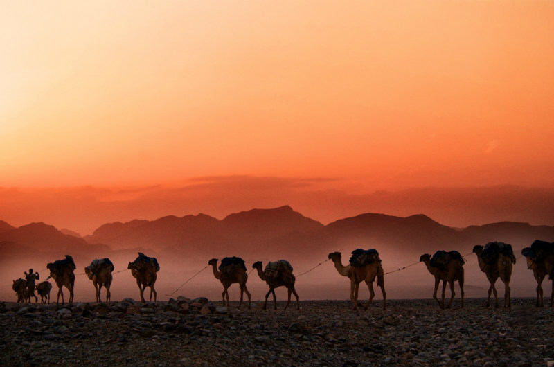 ethiopian-cultural-adventure-camels-desert.jpg