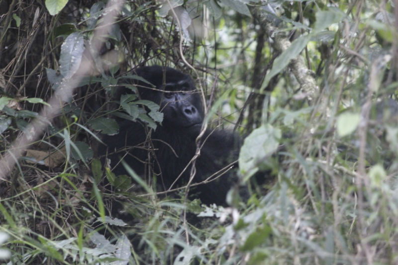 uganda-gorilla-trek-foliage.jpg