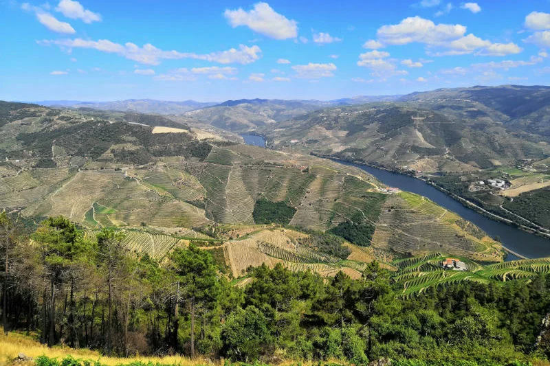 best-day-trips-from-lisbon-vineyards-wine-regions.jpg