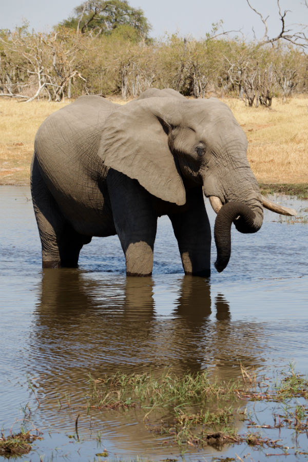 traveler-review-african-safari-botswana-elephant.jpg