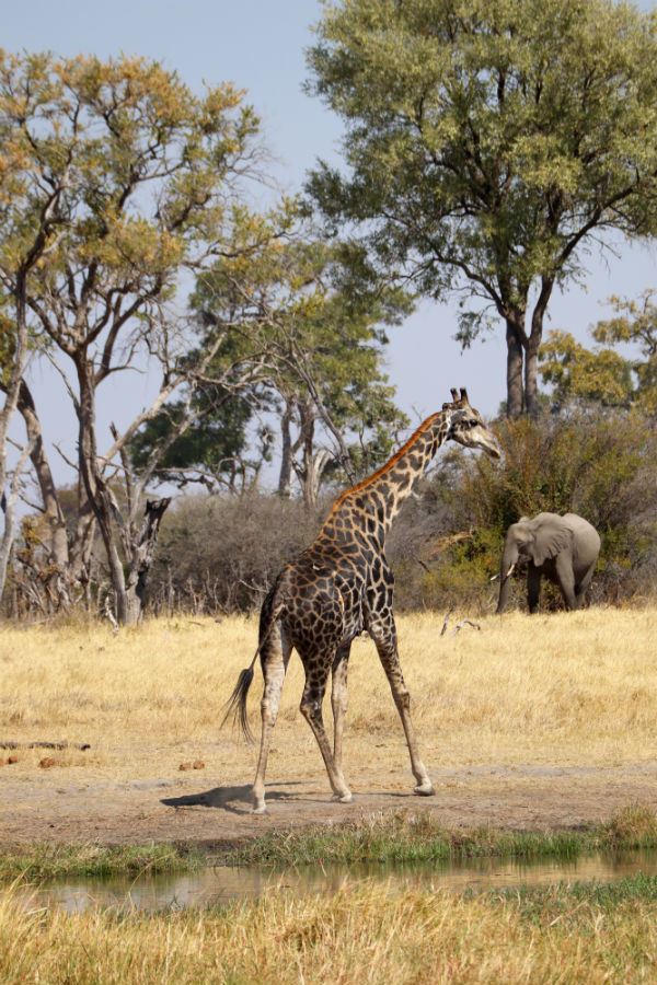 traveler-review-african-safari-botswana-giraffe.jpg