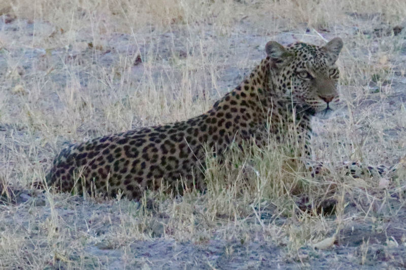 traveler-review-african-safari-botswana-leopard.jpg