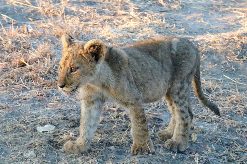 traveler-review-african-safari-botswana-lion-cub.jpg