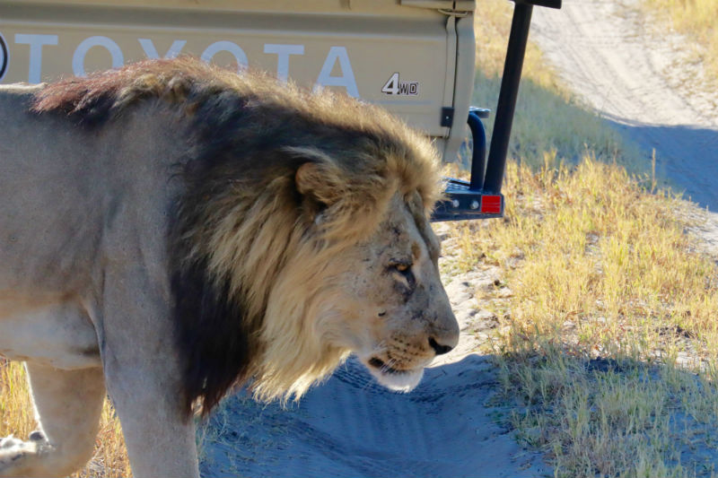 traveler-review-african-safari-botswana-lion.jpg