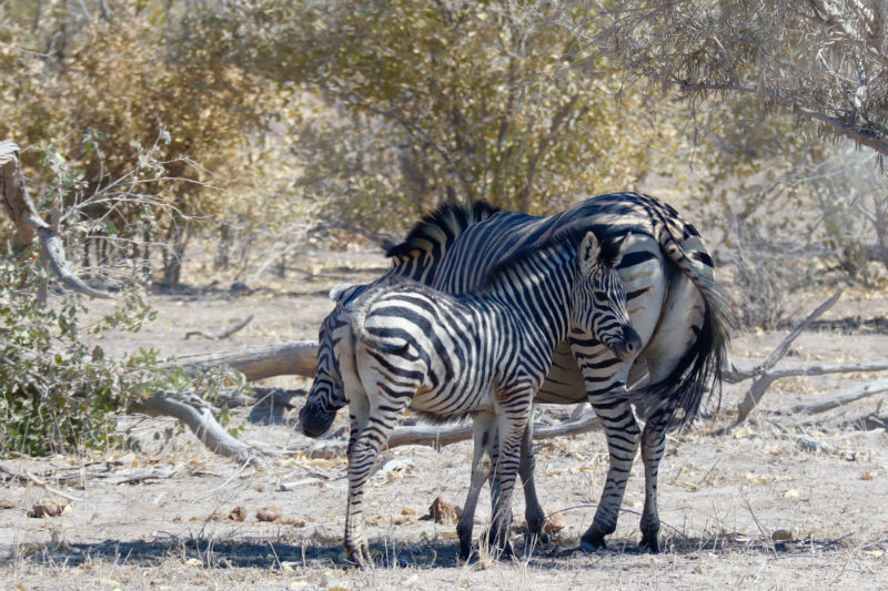 traveler-review-african-safari-botswana-zebras.jpg