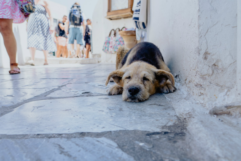 arts-and-crafts-greece-workshop-dog-santorini.jpg