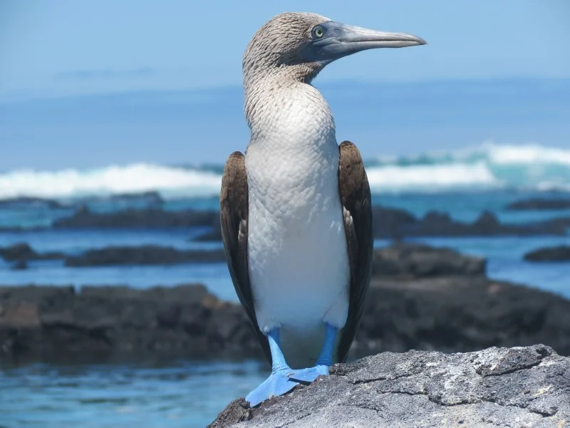 wildlife-in-the-galápagos-islands-birds-blue-footed-booby.jpg