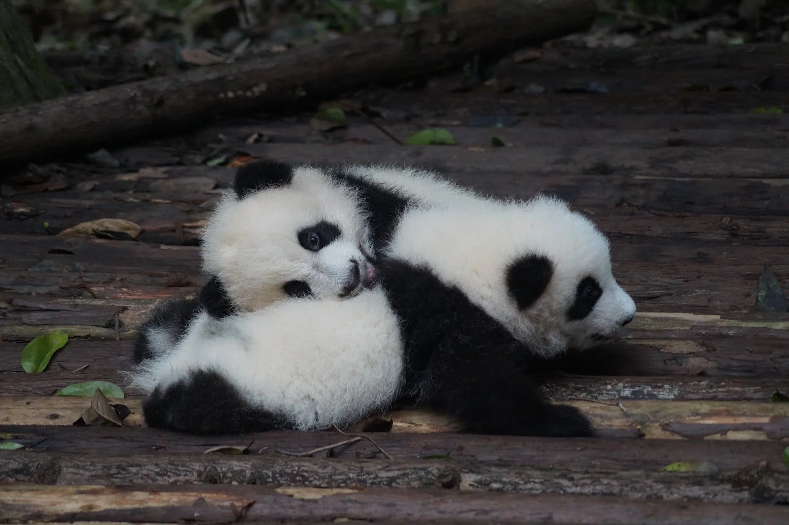 Baby Animals