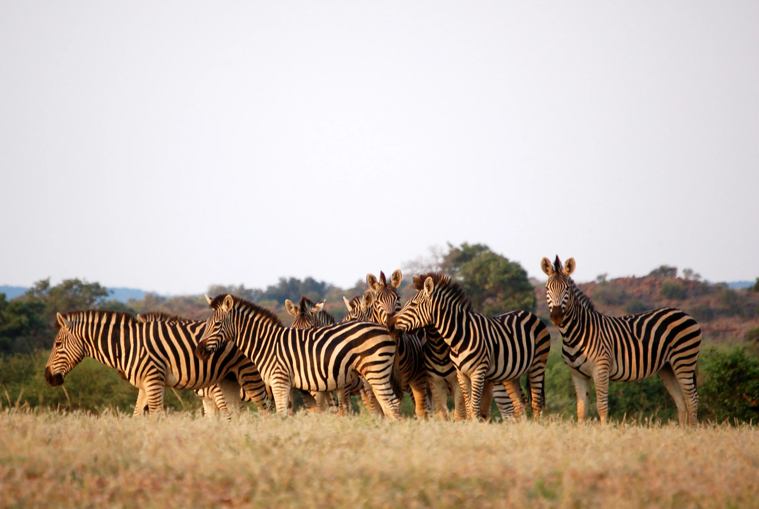Why Botswana is the Ultimate Safari Destination