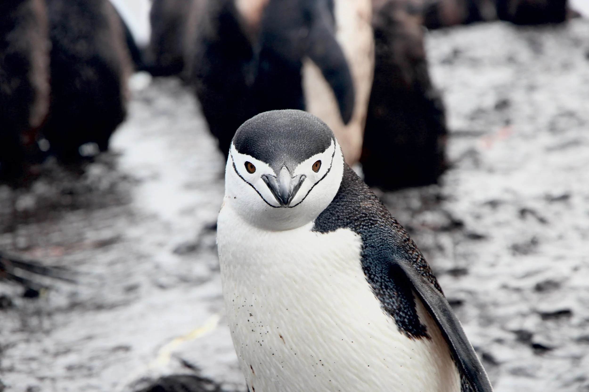 Antarctica Weather: A Month by Month Guide