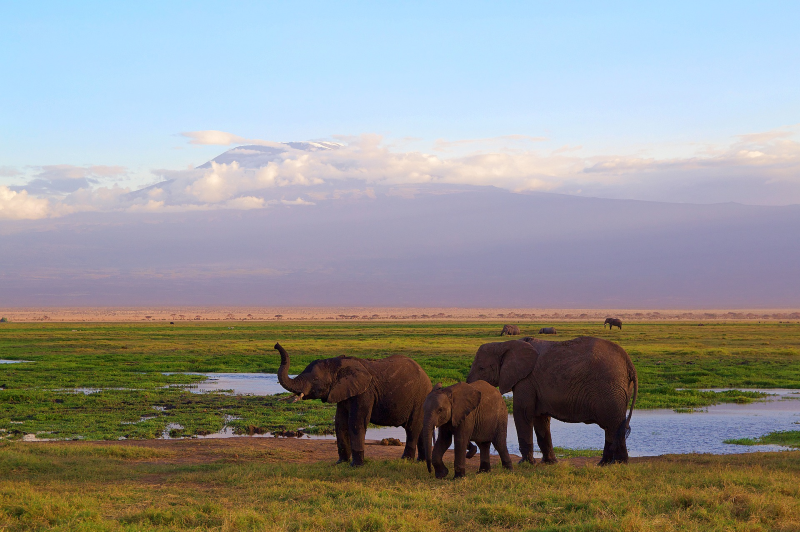 africa-4275736_1920.png