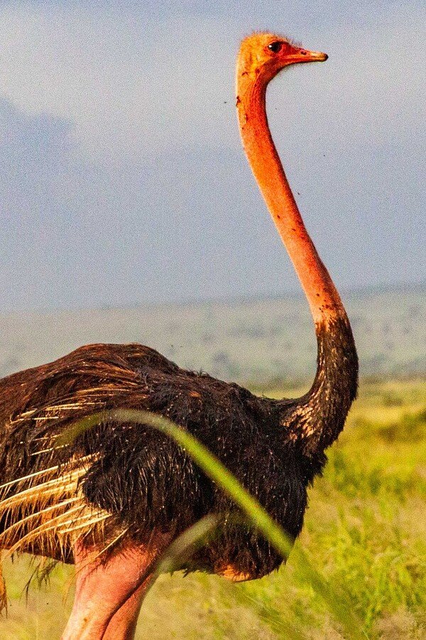 amboseli-national-park-4734711_1920 (1).jpg