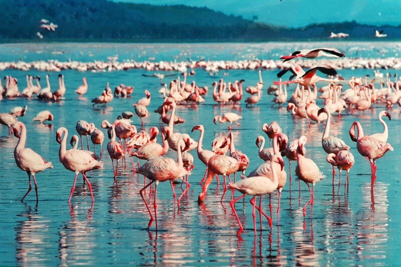 pink-flamingo-1484781_1920 (1).jpg