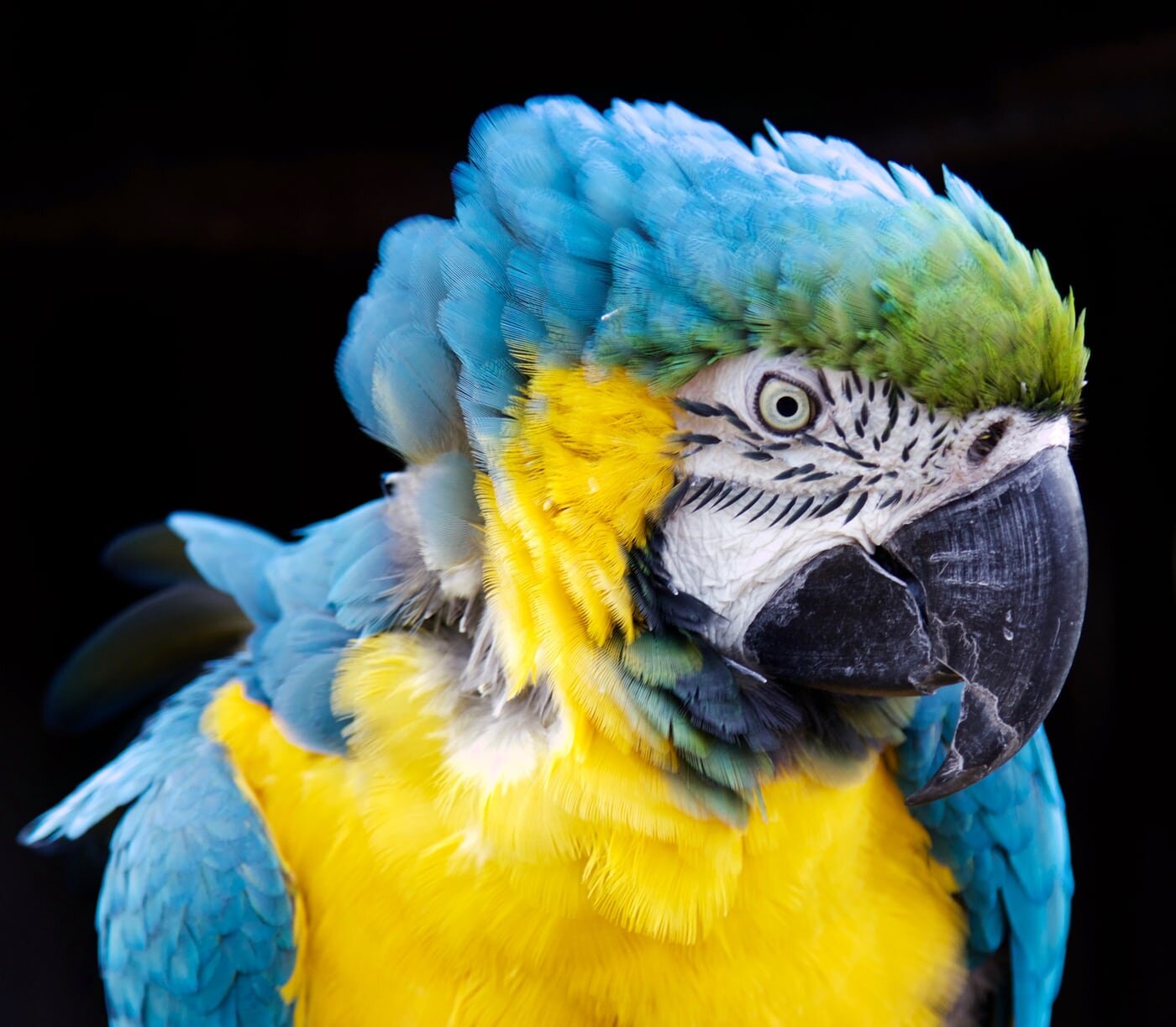 5 Animals to Spot in the Peruvian Amazon — Acanela Expeditions