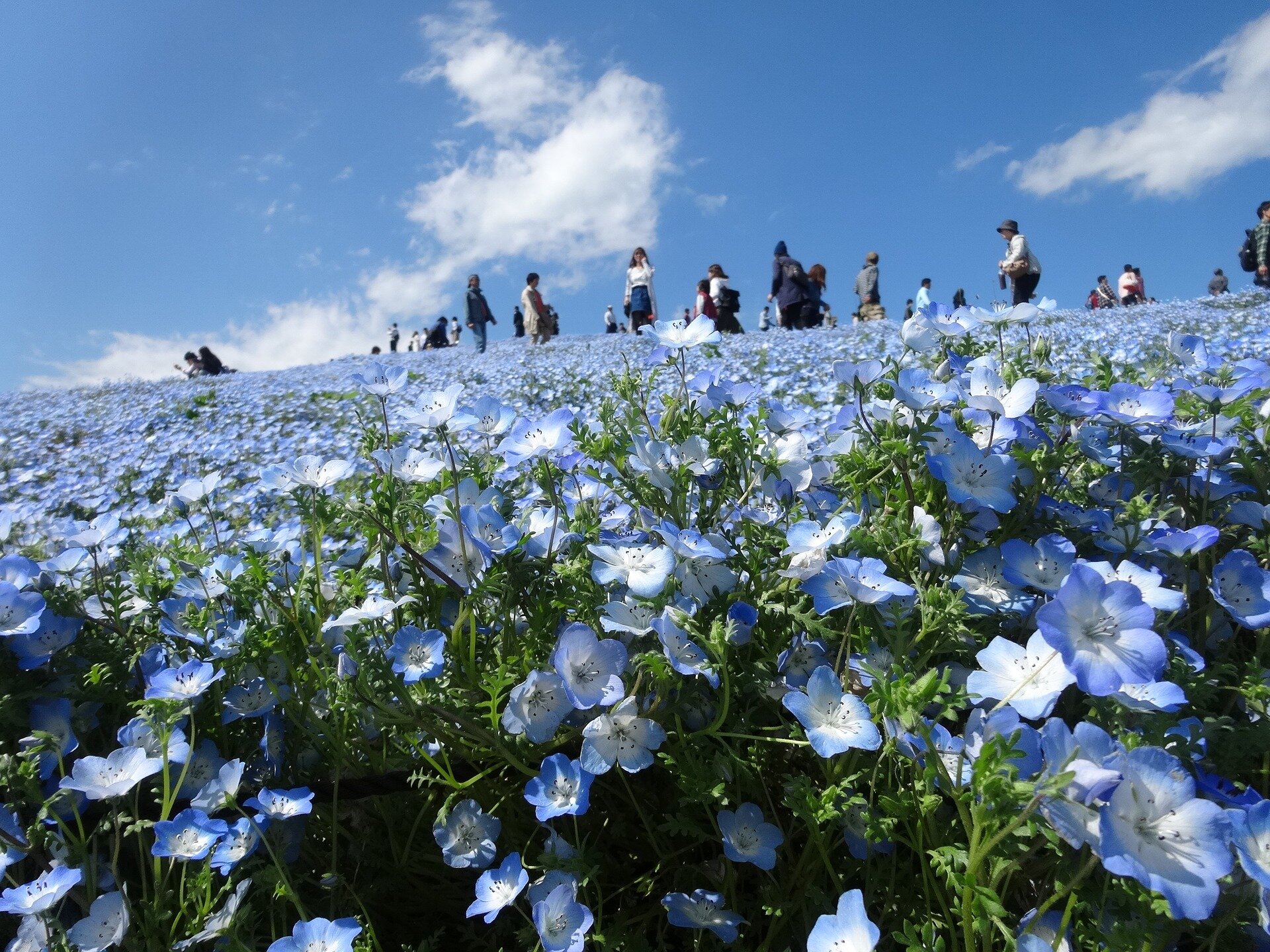 chiba-2190623_1920.jpg