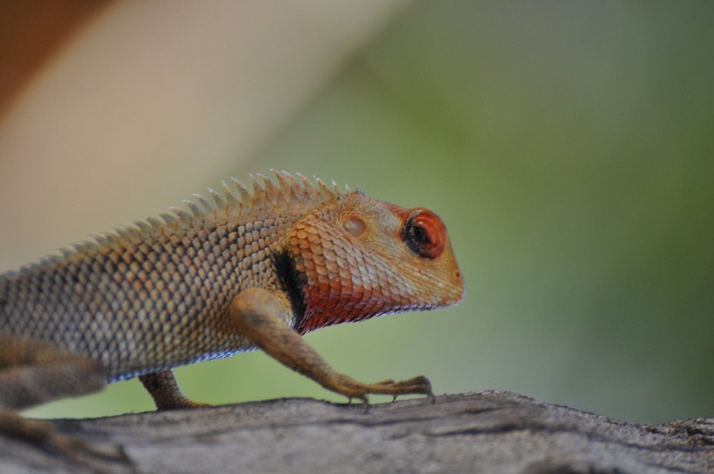lizard-4821901_1920.jpg