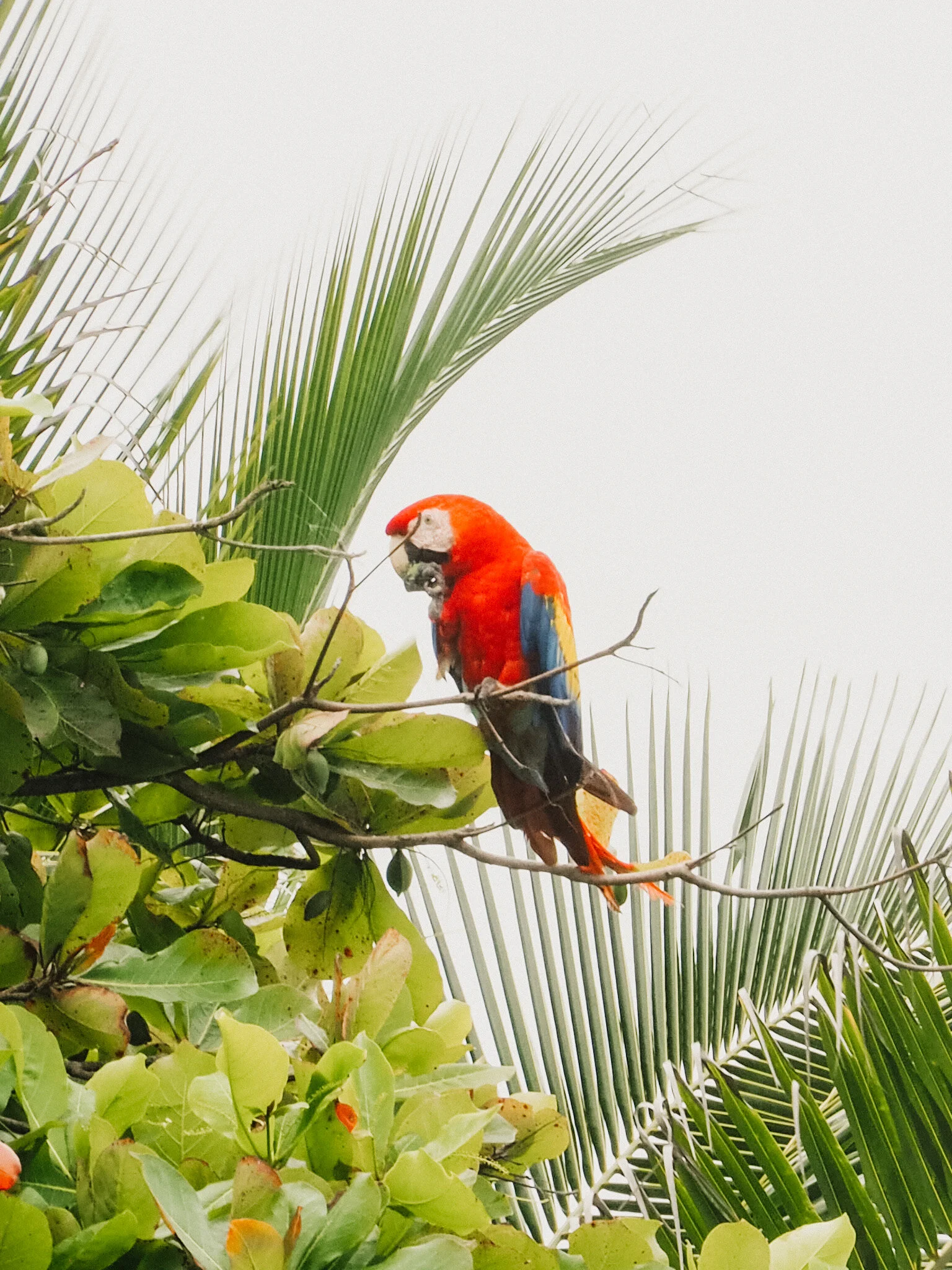 Macaw.JPG