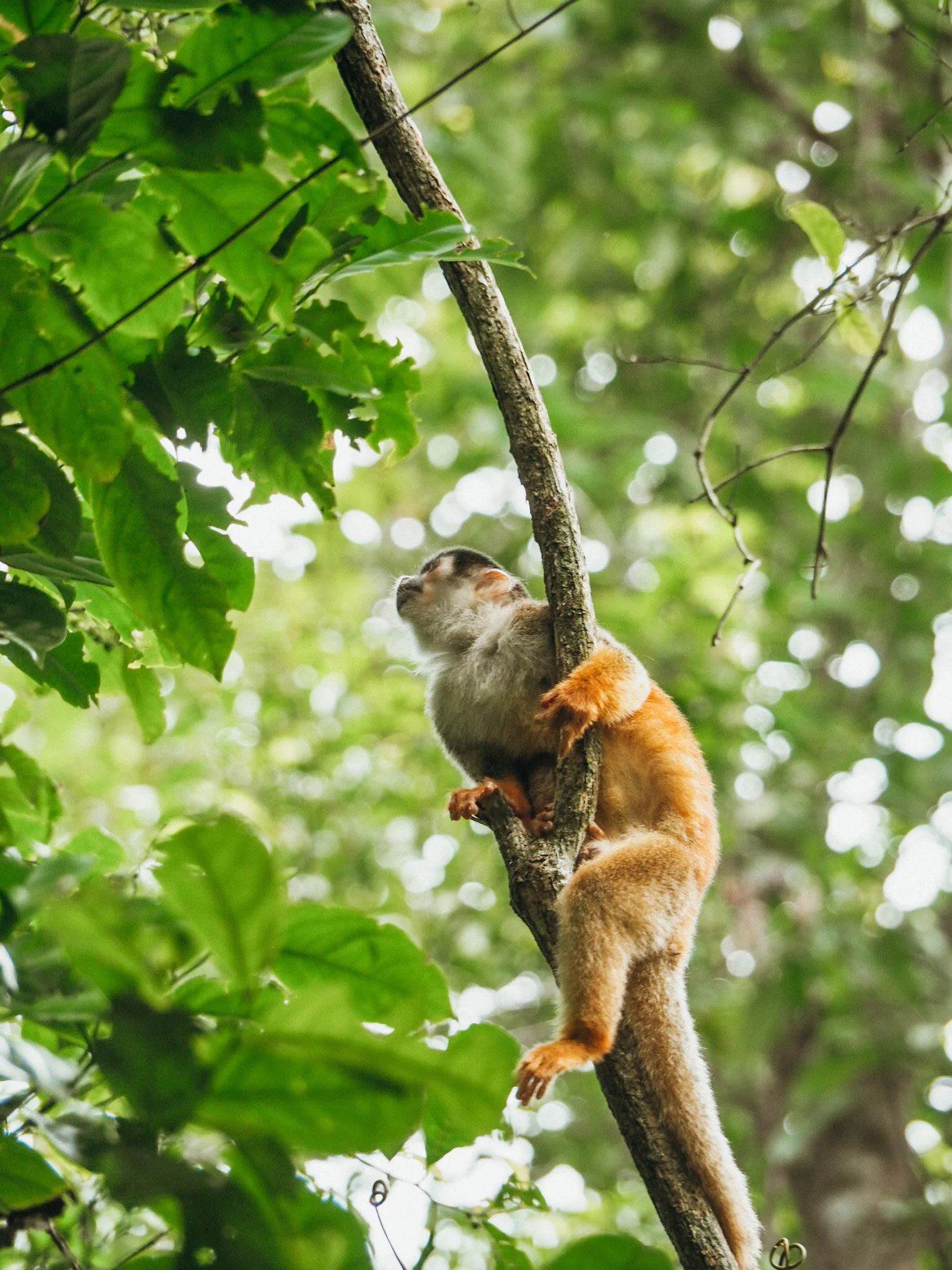Monkey.JPG
