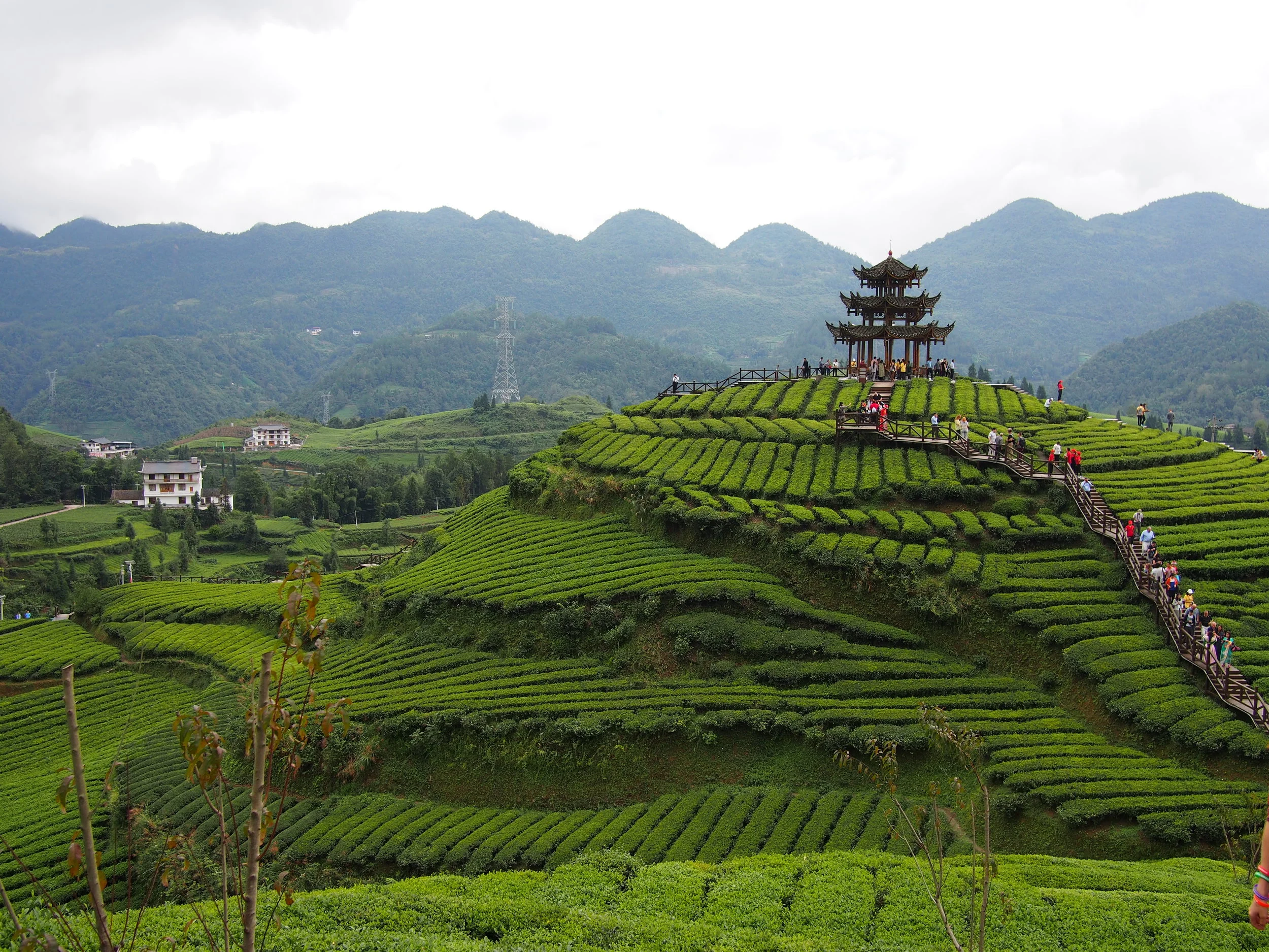 AUSTCS - All in a China Cup