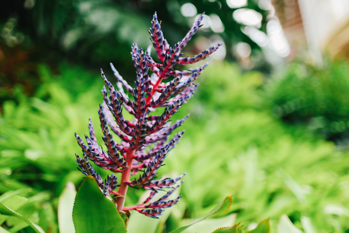 Bromeliad gardens beneath the villa cottage
