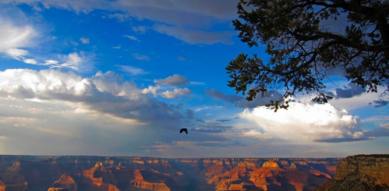 "Grand Canyon: Survivor," Photograph, dimensions variable, 2011