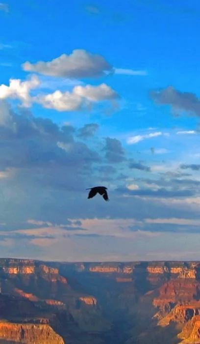 "Grand Canyon: Survivor," Photograph, Crop 1, dimensions variable, 2011